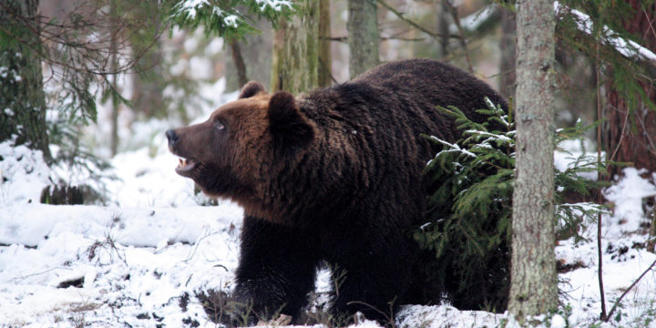 Eesti karude taastumine sajanditagusest madalseisust kestab endiselt