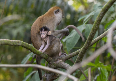 Jaava makaagid kasutavad kive seksleludena?