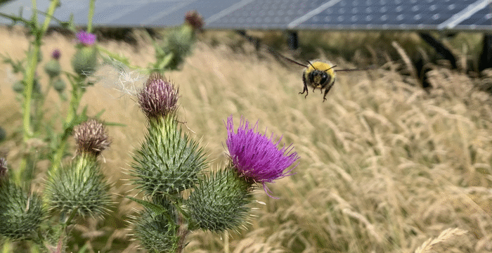 Päikesepark võib põlluelustikku mitmekesistada